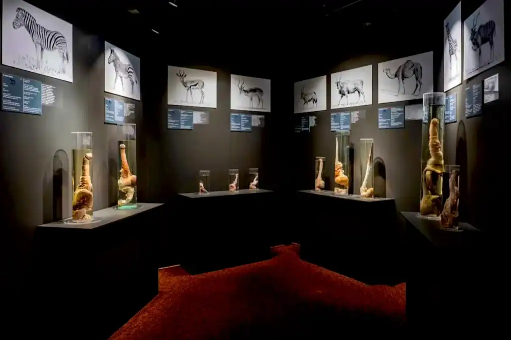 Inside Icelandic Phallological Museum in Reykjavik, a dark gallery holds glass display cases with preserved penis specimens from Iceland’s collection.