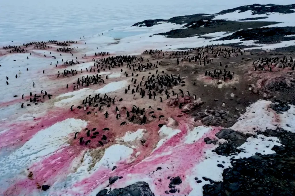 Pink stains spread across Antarctic ice where Adélie penguins gather, while dark birds mark bright guano streaks visible from space.