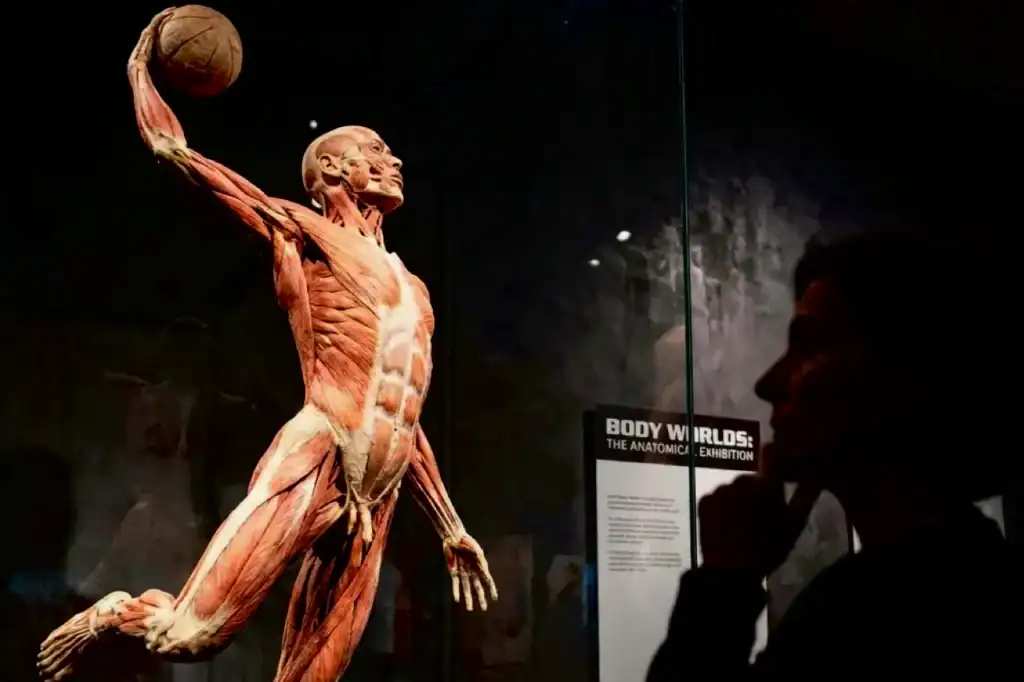 A bronze-toned anatomical human figure holds a basketball overhead in an exhibition hall, with a Body Worlds sign visible.