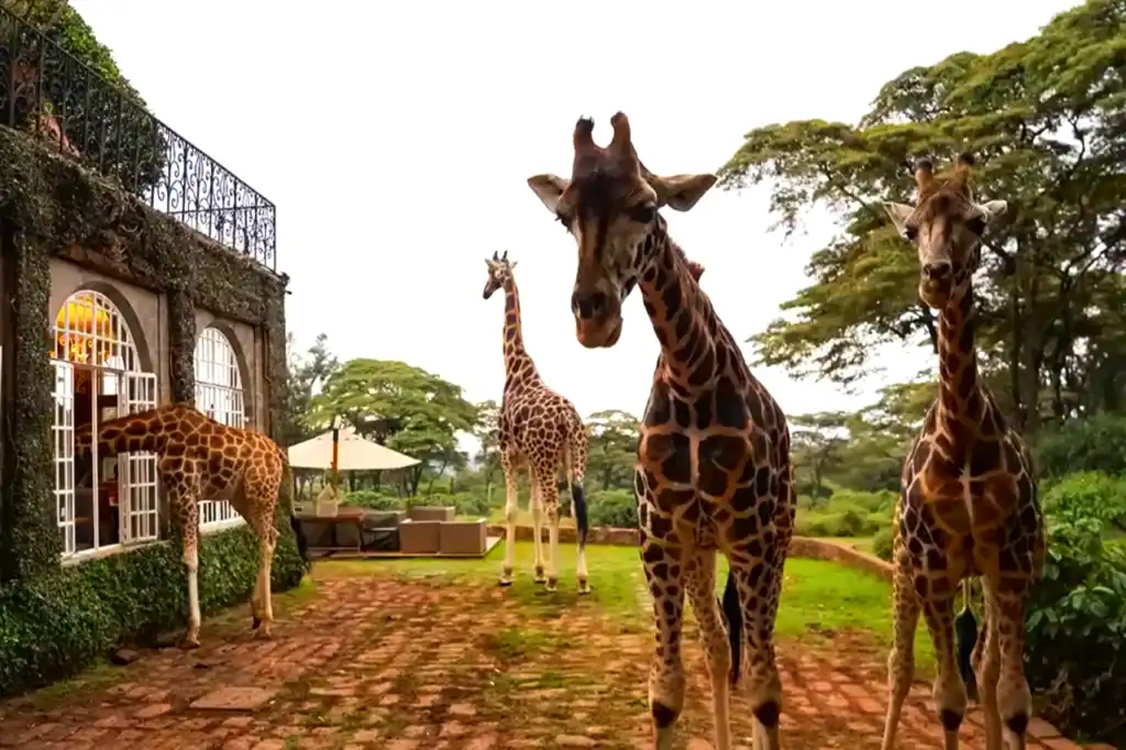 Giraffe Manor in Nairobi with Rothschild's giraffes moving through manicured gardens near arched windows, where giraffes lean in close to mornings.